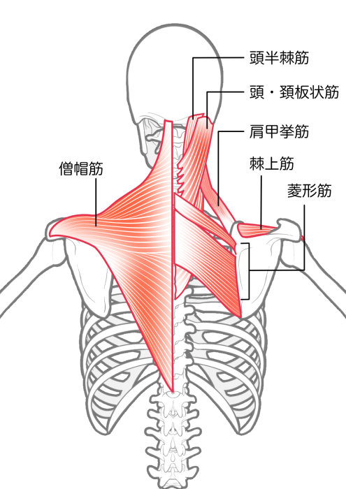 首と肩周辺の筋肉